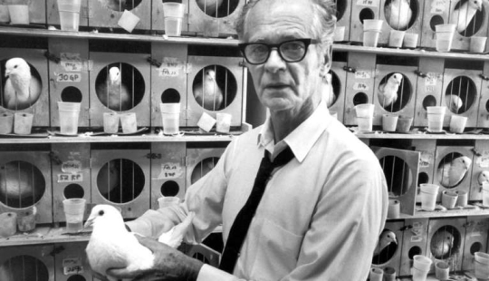 Skinner's experiment: what do superstitious people and pigeons have in common? Skinner's experiment: what do superstitious people and pigeons have in common?