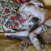 Sleeping animals, the sight of which will melt your heart Sleeping animals, the sight of which will melt your heart