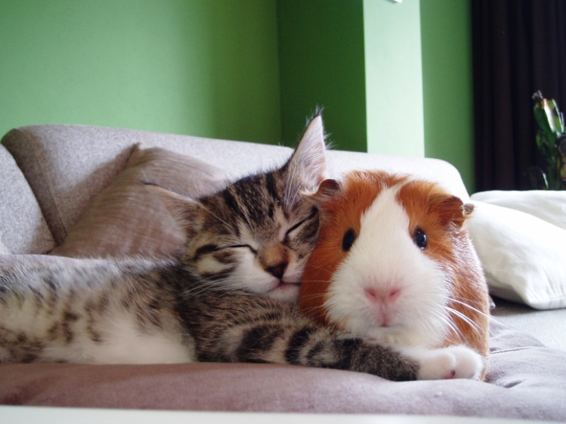 Sleeping animals, the sight of which will melt your heart