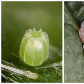 Sólo el más inteligente y ágil va a entender lo que está representado en estas fotos Sólo el más inteligente y ágil va a entender lo que está representado en estas fotos