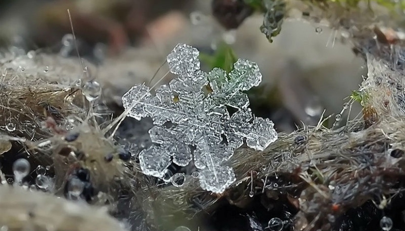 Snowflakes from photographer Andrey Osokin