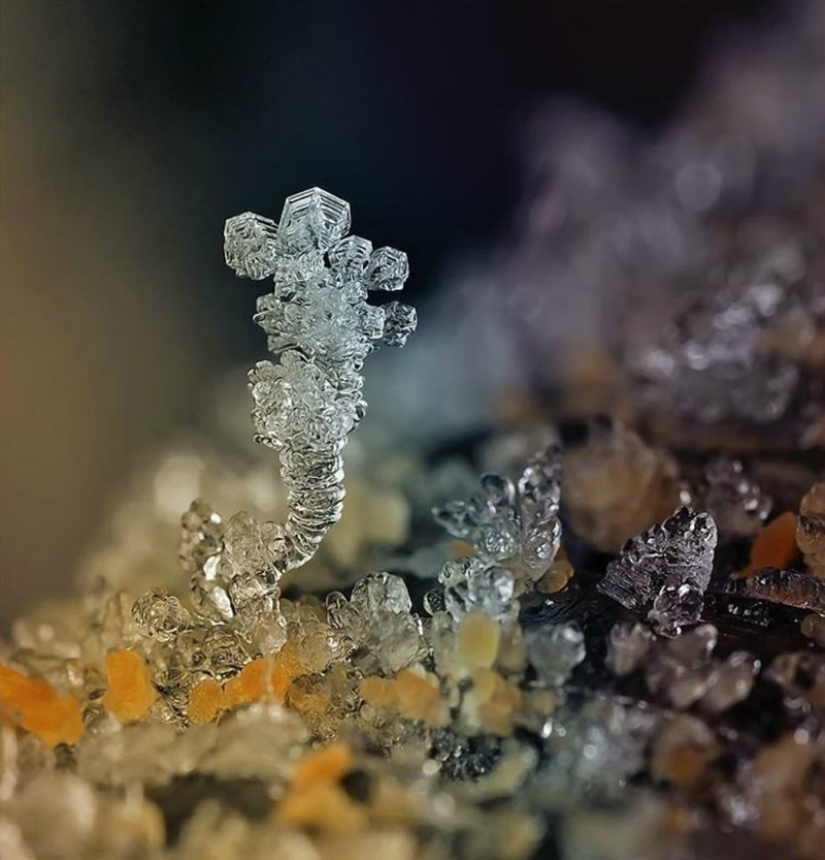 Snowflakes from photographer Andrey Osokin