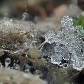 Snowflakes from photographer Andrey Osokin Snowflakes from photographer Andrey Osokin