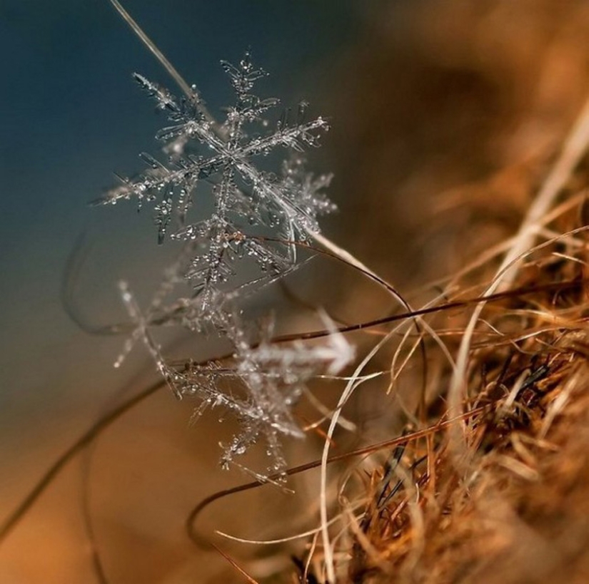 Snowflakes from photographer Andrey Osokin