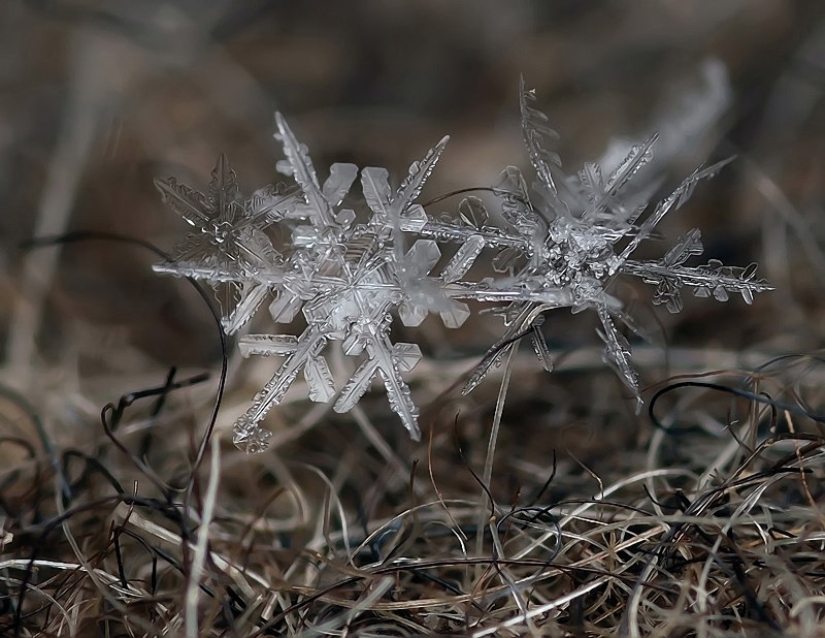 Snowflakes from photographer Andrey Osokin