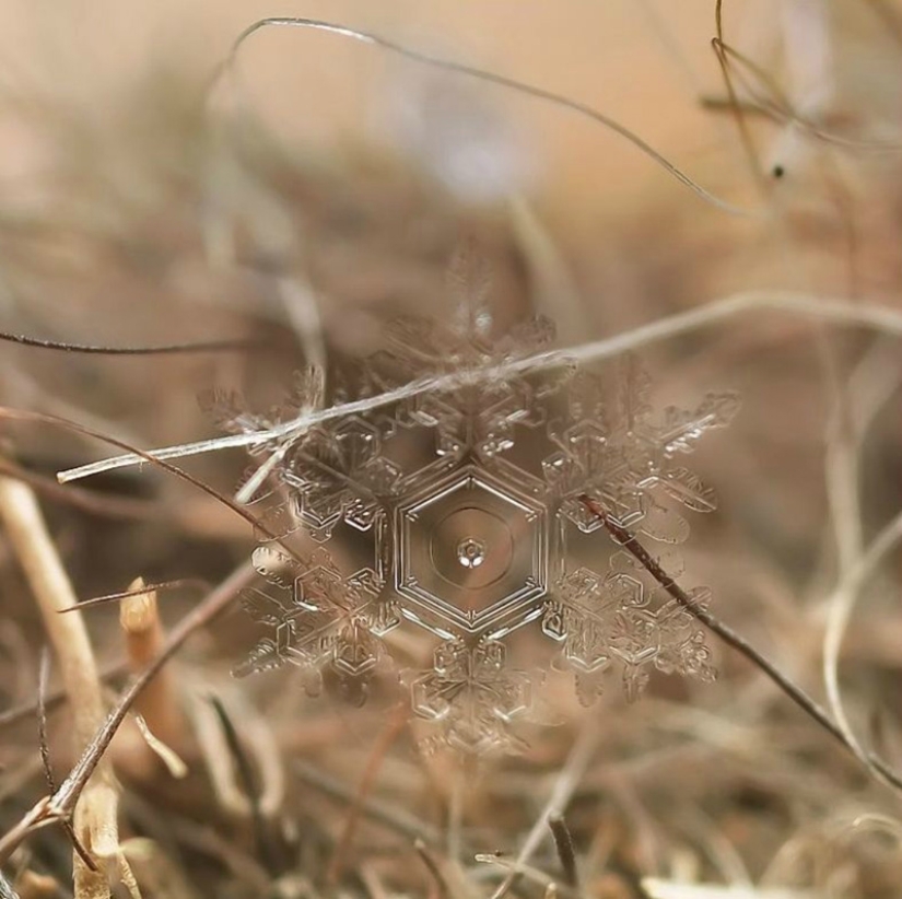 Snowflakes from photographer Andrey Osokin