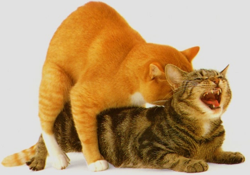 Sobre él: 8 hechos sobre el sexo del gato Sobre él: 8 hechos sobre el sexo del gato