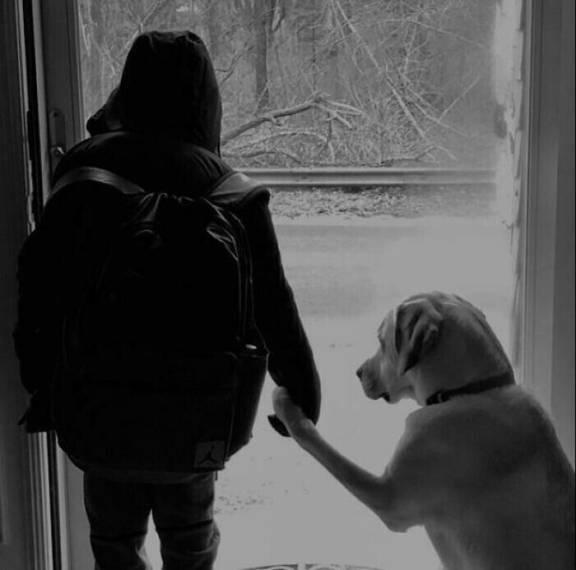 Somos toda su vida: más de 20 fotos con perros que calientan el alma