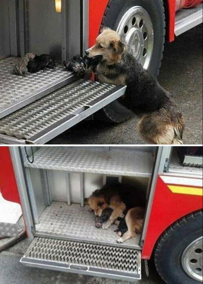 Somos toda su vida: más de 20 fotos con perros que calientan el alma