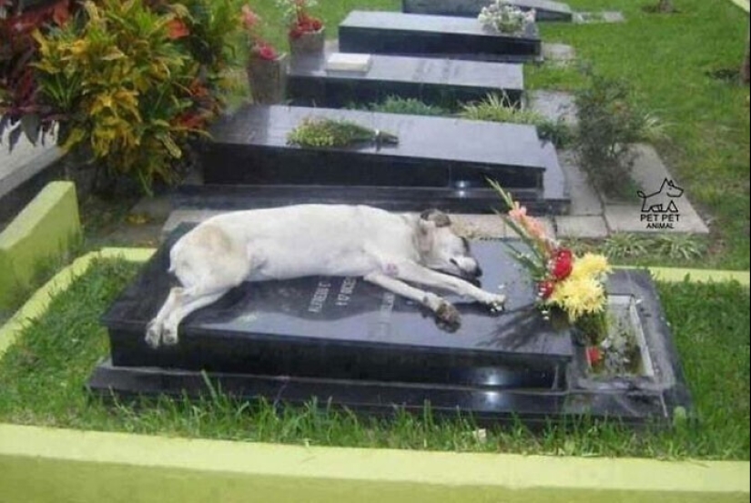 Somos toda su vida: más de 20 fotos con perros que calientan el alma