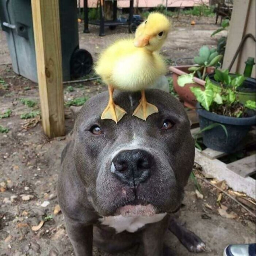Somos toda su vida: más de 20 fotos con perros que calientan el alma