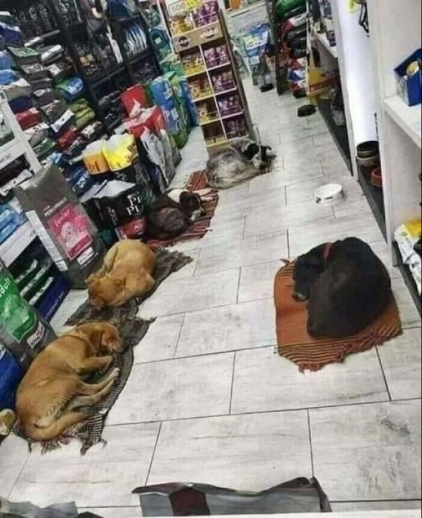 Somos toda su vida: más de 20 fotos con perros que calientan el alma