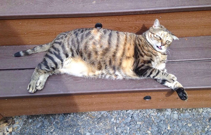 Sonrisa: si los animales pudieran hablar, se le pedirá que retire esas infernales foto