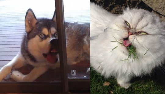 Sonrisa: si los animales pudieran hablar, se le pedirá que retire esas infernales foto