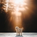 Soy un fotógrafo de mascotas de Columbia Británica y aquí hay 10 de mis fotos de perros favoritas Soy un fotógrafo de mascotas de Columbia Británica y aquí hay 10 de mis fotos de perros favoritas