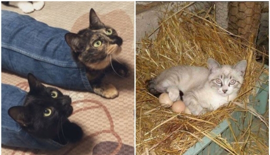 "Soy un gato. Estoy muy cómodo": 20+ gatos que se encuentran en los lugares más inesperados "Soy un gato. Estoy muy cómodo": 20+ gatos que se encuentran en los lugares más inesperados