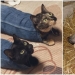 "Soy un gato. Estoy muy cómodo": 20+ gatos que se encuentran en los lugares más inesperados "Soy un gato. Estoy muy cómodo": 20+ gatos que se encuentran en los lugares más inesperados