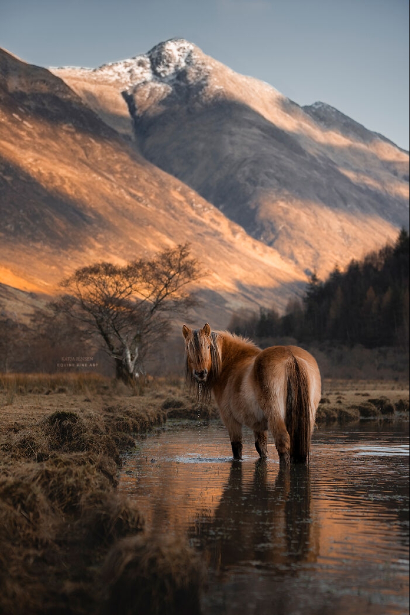 “Spirits Of The Highlands”: My 12 Photos Of Ponies That I Took In Scotland