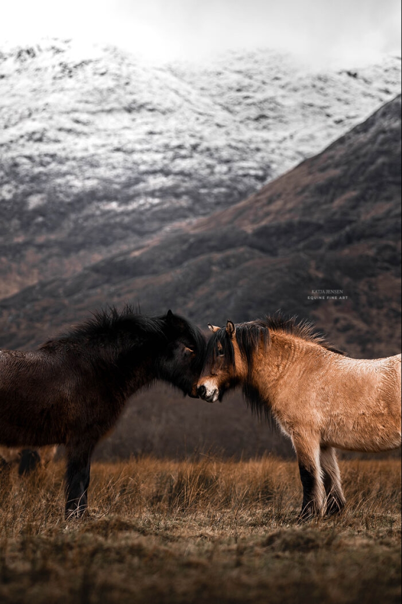 “Spirits Of The Highlands”: My 12 Photos Of Ponies That I Took In Scotland