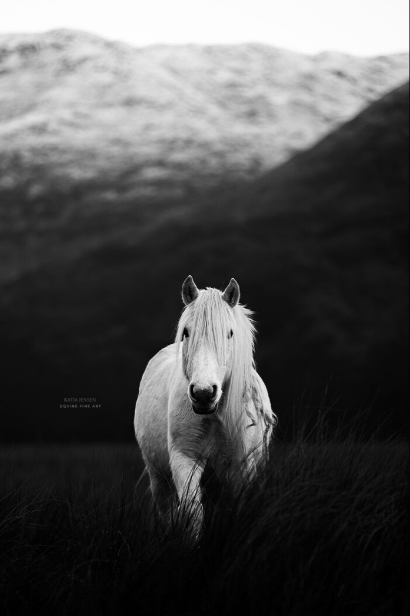 “Spirits Of The Highlands”: My 12 Photos Of Ponies That I Took In Scotland
