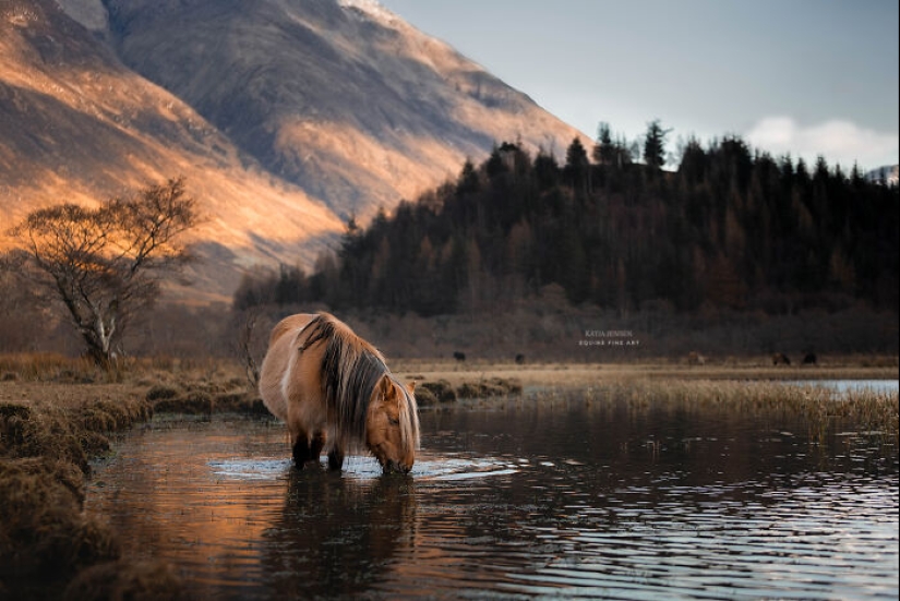“Spirits Of The Highlands”: My 12 Photos Of Ponies That I Took In Scotland