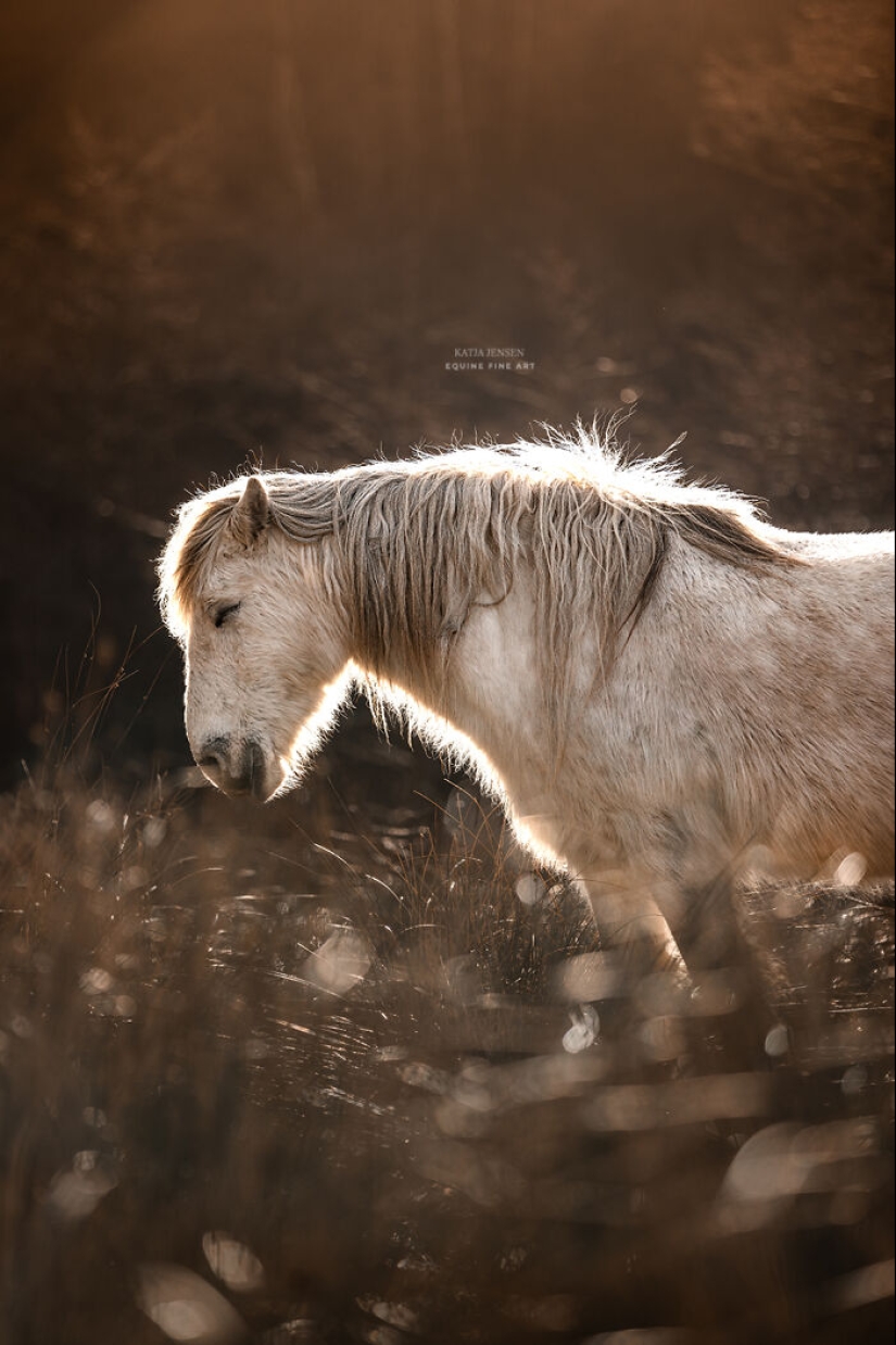 “Spirits Of The Highlands”: My 12 Photos Of Ponies That I Took In Scotland