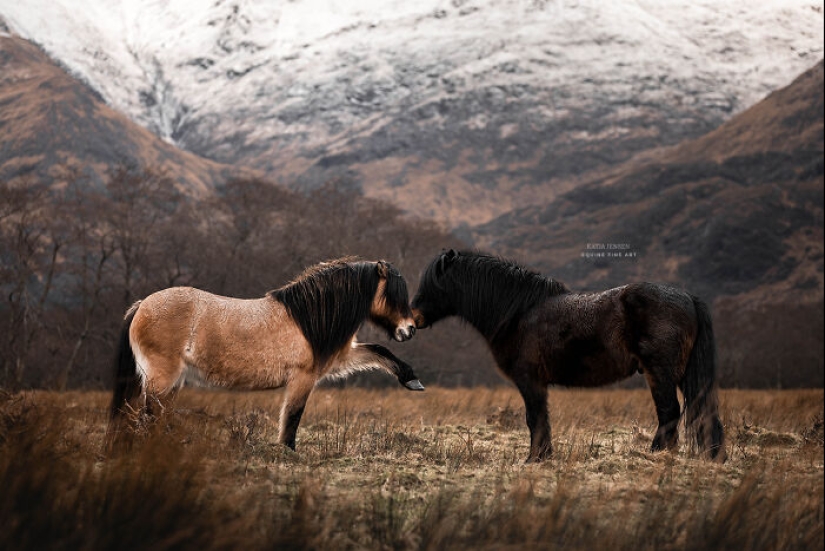 “Spirits Of The Highlands”: My 12 Photos Of Ponies That I Took In Scotland