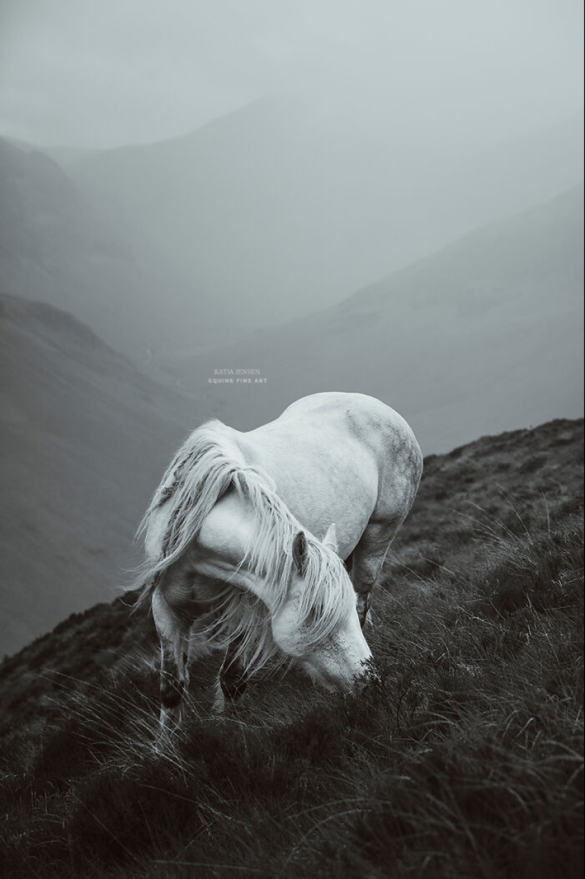 “Spirits Of The Highlands”: My 12 Photos Of Ponies That I Took In Scotland