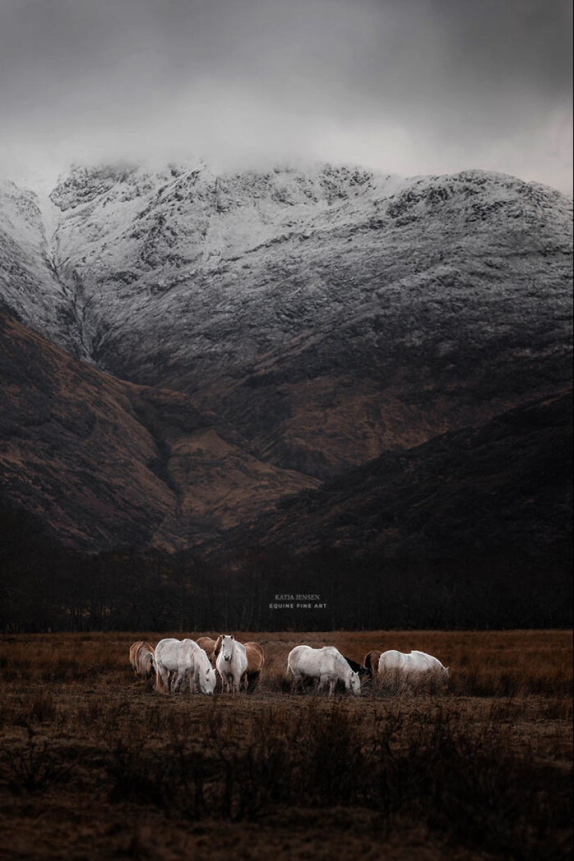 “Spirits Of The Highlands”: My 12 Photos Of Ponies That I Took In Scotland