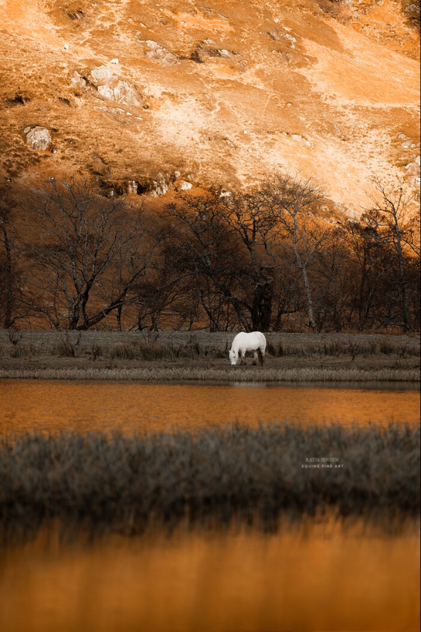 “Spirits Of The Highlands”: My 12 Photos Of Ponies That I Took In Scotland