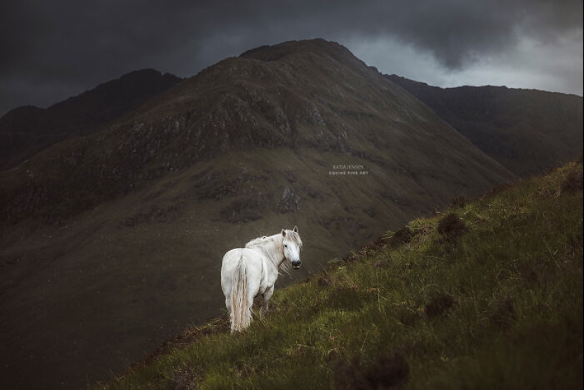 “Spirits Of The Highlands”: My 12 Photos Of Ponies That I Took In Scotland