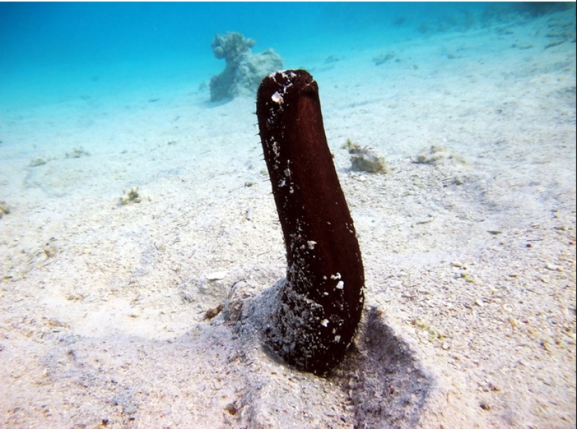 Spits own bodies and behaves like a suicide bomber: a fun life as a sea cucumber