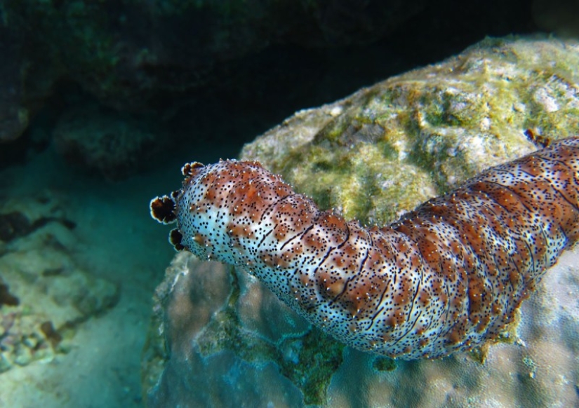 Spits own bodies and behaves like a suicide bomber: a fun life as a sea cucumber