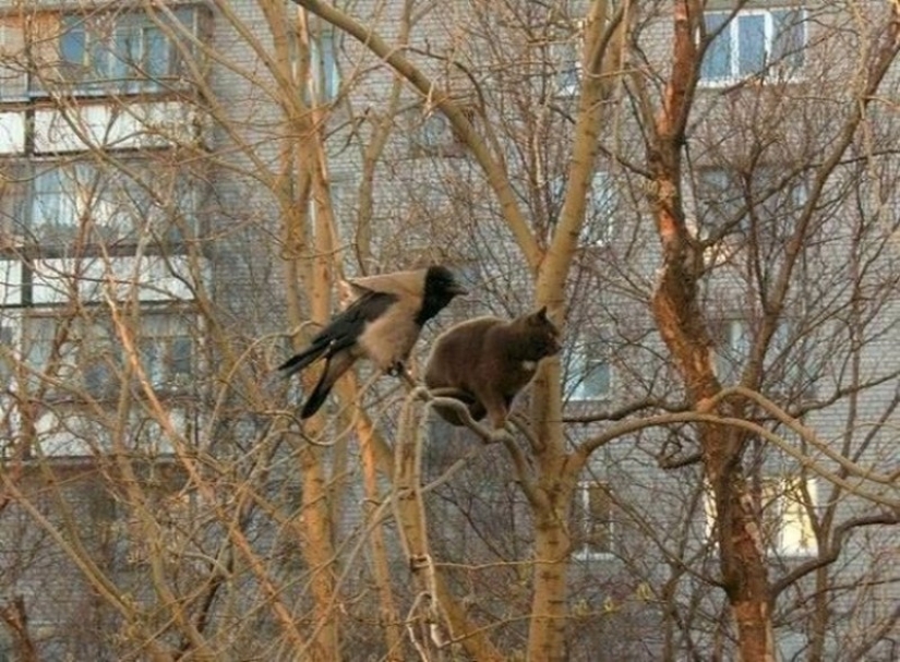 Spring is here — cats have arrived! Spring is here — cats have arrived!