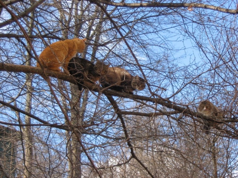 Spring is here — cats have arrived! Spring is here — cats have arrived!