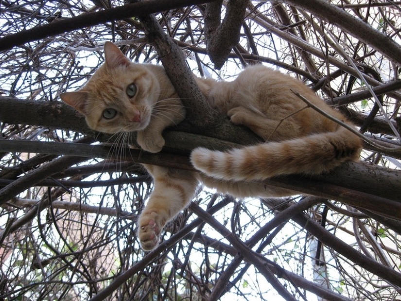 Spring is here — cats have arrived! Spring is here — cats have arrived!