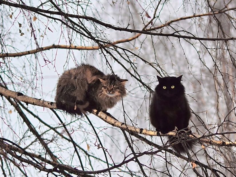 Spring is here — cats have arrived! Spring is here — cats have arrived!