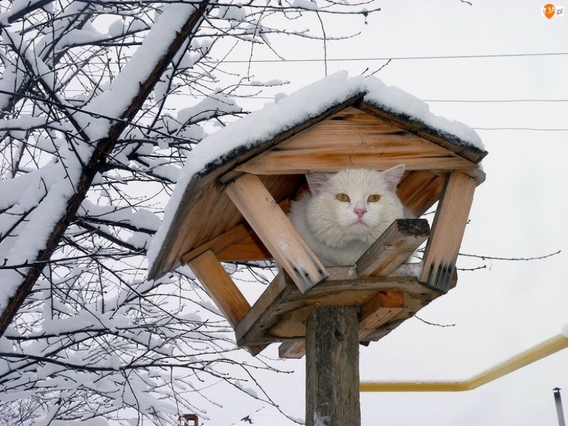 Spring is here — cats have arrived! Spring is here — cats have arrived!