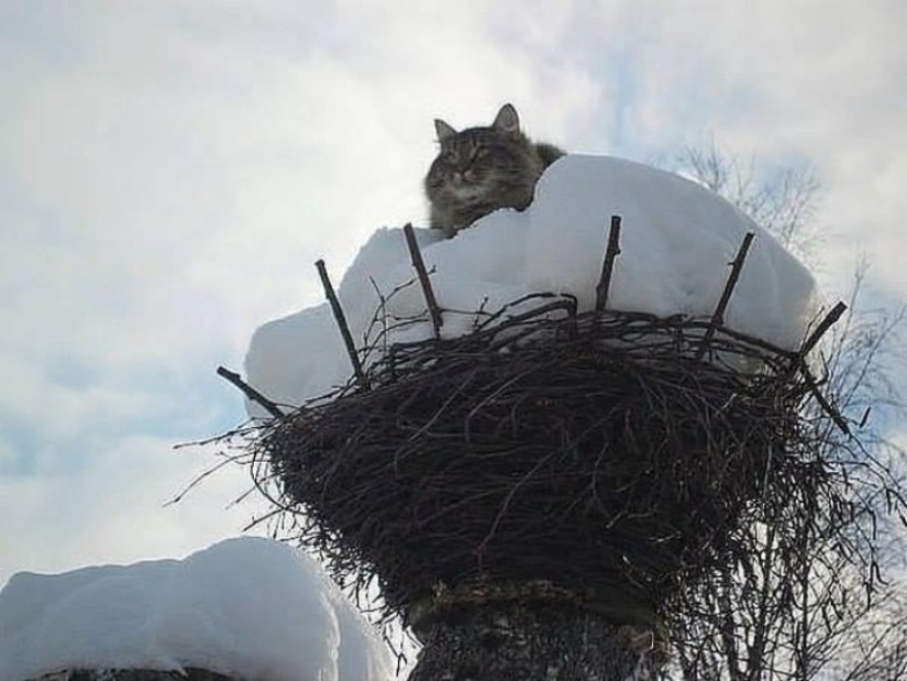 Spring is here — cats have arrived! Spring is here — cats have arrived!