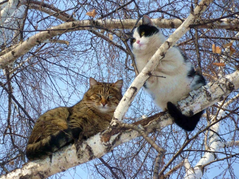 Spring is here — cats have arrived! Spring is here — cats have arrived!