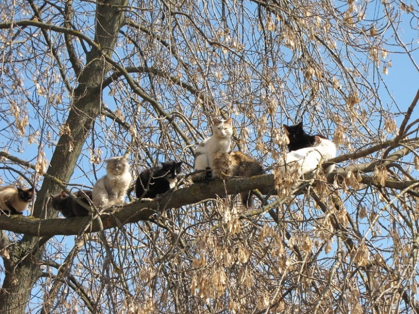 Spring is here — cats have arrived! Spring is here — cats have arrived!