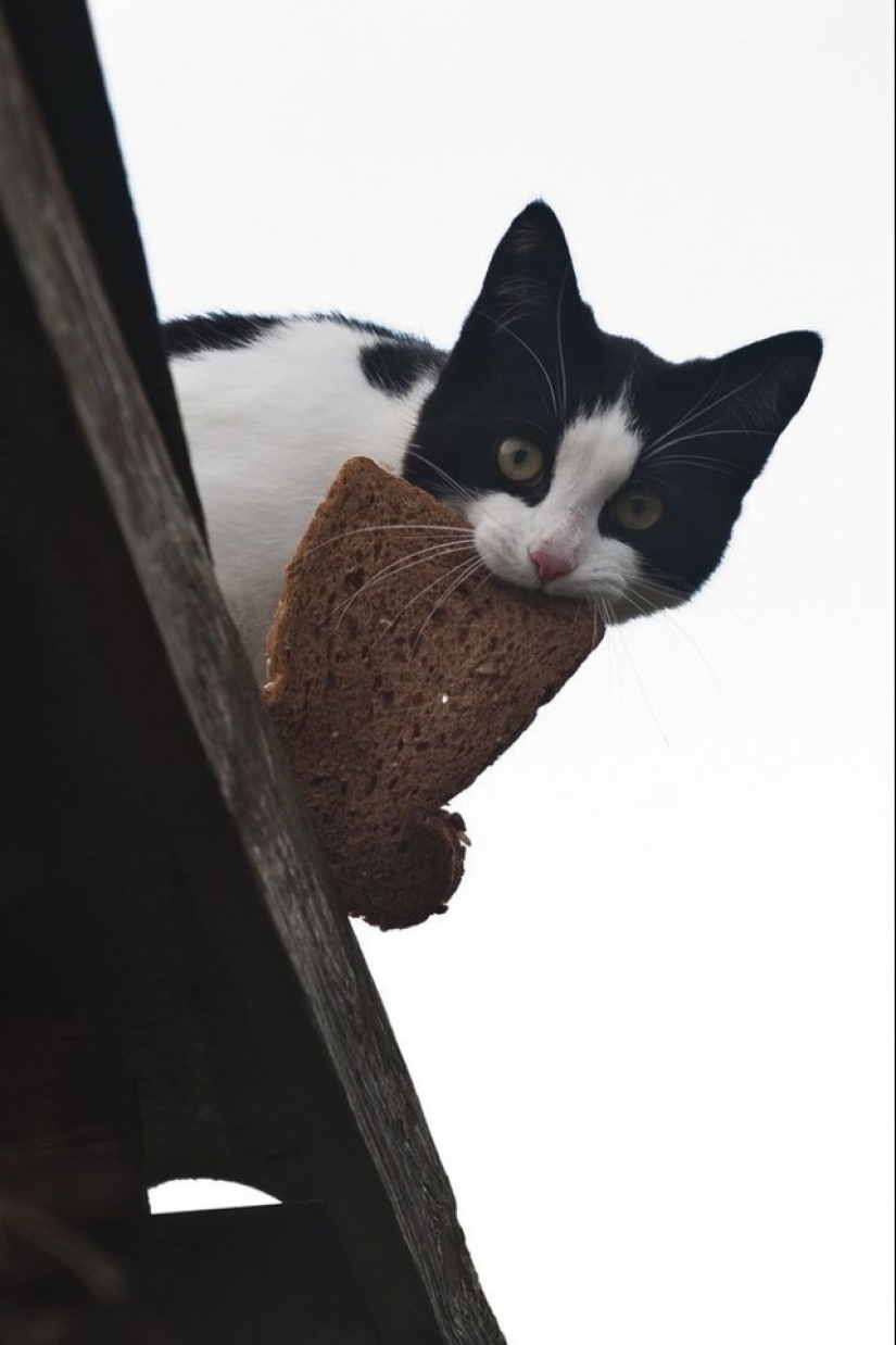 Spring is here — cats have arrived! Spring is here — cats have arrived!