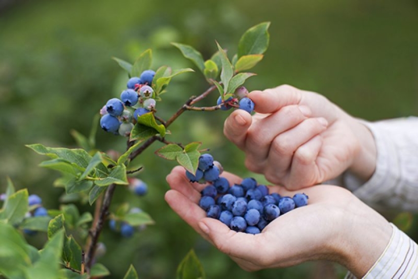 Stock up on vitamins: how to freeze berries and fruits