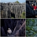 Stone Forest in Madagascar Stone Forest in Madagascar