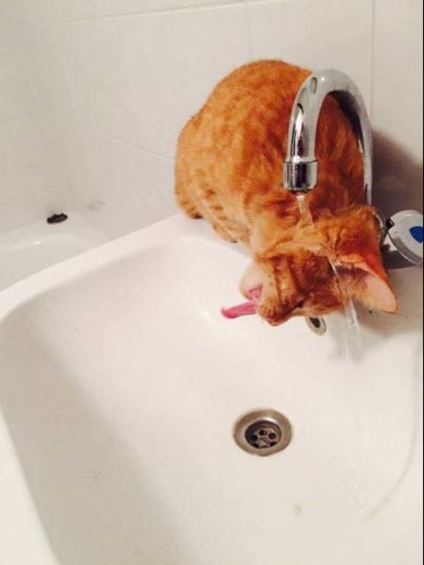 Strange cat logic that man can never comprehend