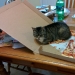 Strange cat logic that man can never comprehend Strange cat logic that man can never comprehend