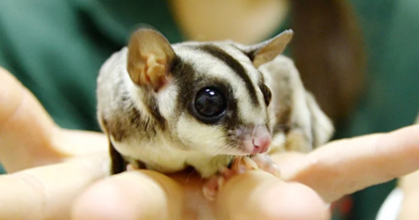 Sugar possum es una mascota que rompe todos los récords de mimetismo Sugar possum es una mascota que rompe todos los récords de mimetismo