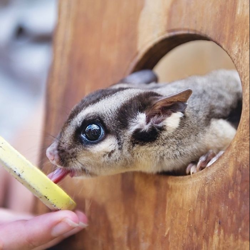 Sugar possum es una mascota que rompe todos los récords de mimetismo Sugar possum es una mascota que rompe todos los récords de mimetismo