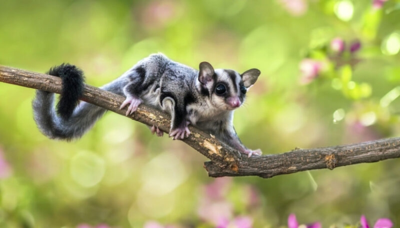 Sugar possum es una mascota que rompe todos los récords de mimetismo Sugar possum es una mascota que rompe todos los récords de mimetismo