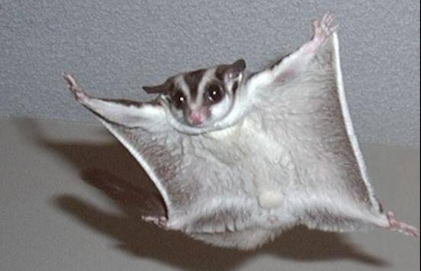 Sugar possum es una mascota que rompe todos los récords de mimetismo Sugar possum es una mascota que rompe todos los récords de mimetismo